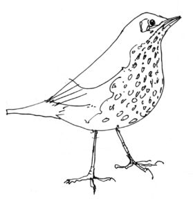 song thrush