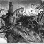 pine hawk moth, charcoal