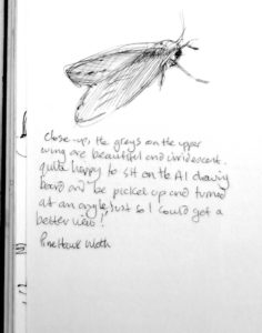 sketch book moth