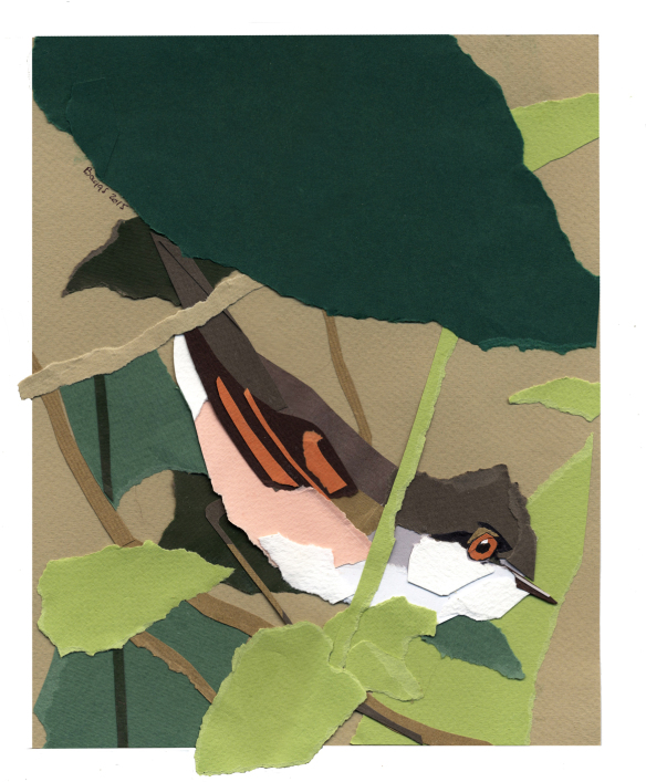 whitethroat-in-the-nettles2-sm-collage-may-2015
