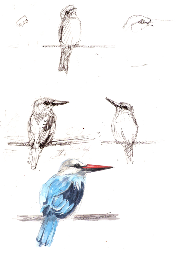 kingfisher-and-roller