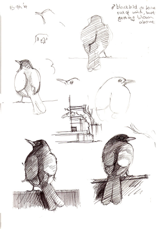 windy-blackbird-feb-2014
