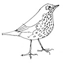 songthrush gravatar