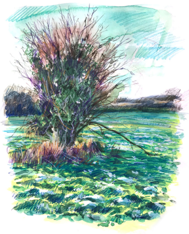 Hawthorn cold meadow, mixed media sketch book drawing