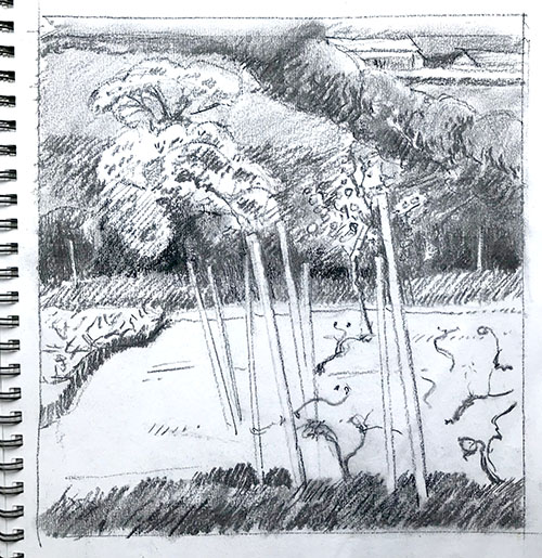 May in the Vineyard charcoal sketch